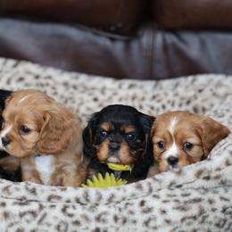 Cavalier King Charles Spaniel puppies from Stonewick Retrievers