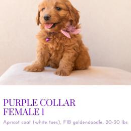Aussiedoodle and Goldendoodle Puppies from Ever After Doodles Arizona
