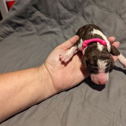 Bearded Retriever, Bernedoodle, and Poodle Puppies from Doodle Belle Puppy