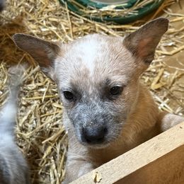 Boy 2 - Red speckled male Australian Cattle Dog puppy in Ionia, Michigan from SB Heelers Cattle Dogs and Performance Horses
