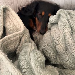 Magnolia - Dachshund