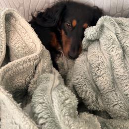 Magnolia - Dachshund
