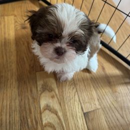 Simon - Cream and white male Shih Tzu puppy in Fletcher, North Carolina from Shihtzu_NC