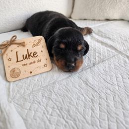 Luke - Black and tan male Dachshund puppy in Inman, South Carolina from Shadow Acres