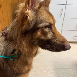 Mirri - German Shepherd