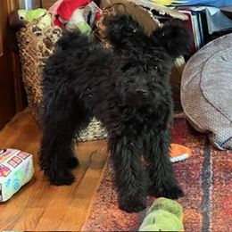 Pinky - Black female Pumi puppy in Salem, Oregon from Abiqua Pumik