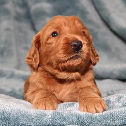 Brooke - Caramel red female Australian Labradoodle puppy in Stanwood, Washington from Victoria Creek Australian Labradoodles