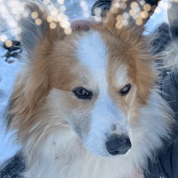 Fozzie - Pembroke Welsh Corgi