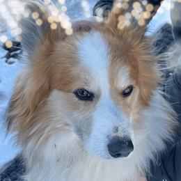 Fozzie - Pembroke Welsh Corgi