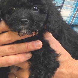 Bisket - Black and white male Cavapoo puppy in Arkansas from Brew House