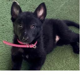 Shadow - Black female German Shepherd puppy in New Martinsville, West Virginia from Hunter K-9