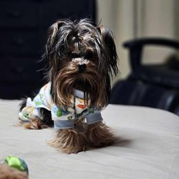 Jaxson - Yorkshire Terrier