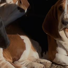 Blossom - Basset Hound