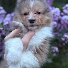 Shawn - Sable merle and white male Shetland Sheepdog puppy in Middleburgh, New York from StoneyAcre