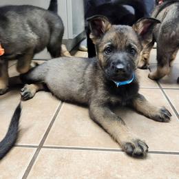 Xero (Blue male) - Sable male German Shepherd puppy in Winchester, Kentucky from Del Lago Canine