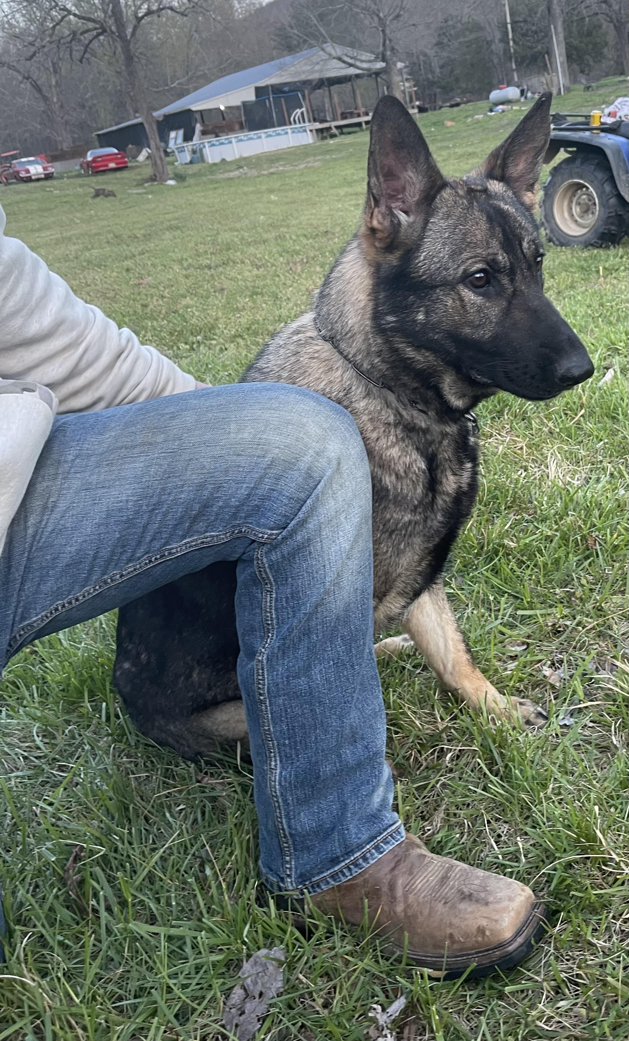 Dani