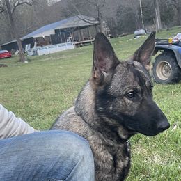 Dani - German Shepherd