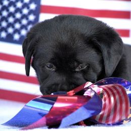 Beagle and Labrador Retriever Puppies from Jackpot Farms