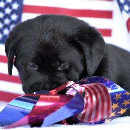 Beagle and Labrador Retriever Puppies from Jackpot Farms