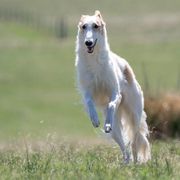 Borzois from Chernaya Voda Borzoi