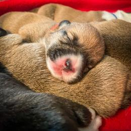 Pembroke Welsh Corgi Puppies from Annwyl McCorgis