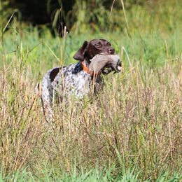 German Shorthaired Pointer All Grown Up from Fenton River GSP