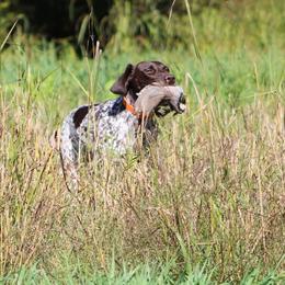 German Shorthaired Pointer All Grown Up from Fenton River GSP