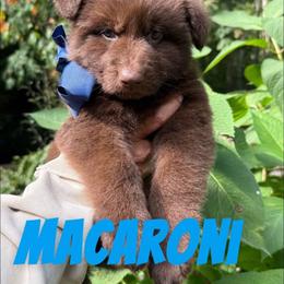 Macaroni - Liver male German Shepherd puppy in Fort Jennings, Ohio from Von Holtzapple German shepherds