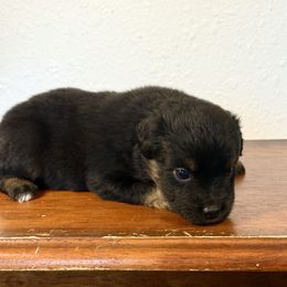 Boy 1 - Black tri male Miniature American Shepherd puppy in Eugene, Oregon from AKC Emerald Valley Minis