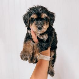 Everest - male Golden Mountain Doodle puppy in Greenbrier, Arkansas from Tilley's Southern Doodles