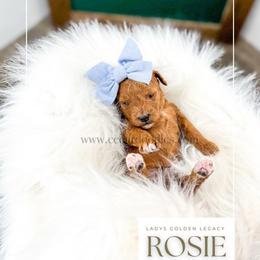 Rosie - Red  female Goldendoodle puppy in Cedar City, Utah from Cedar Doodles- Home of the Teddybear Goldendoodle