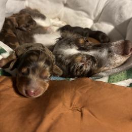 Dachshund Puppies from Pine Grove Doxies