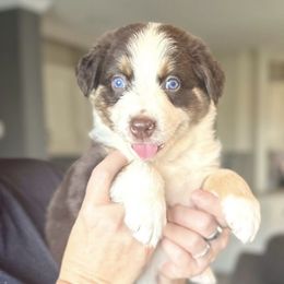 Truffle - Red tri-color male Australian Shepherd puppy in Williston, Florida from Over The Rainbow Aussies