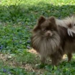 Pomeranians from PrettyPoms