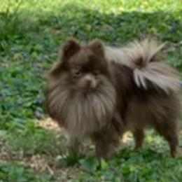 Pomeranians from PrettyPoms