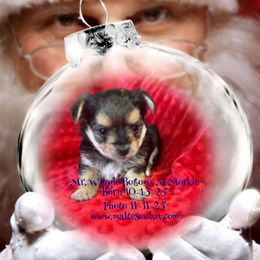 Boy 3 - male Maltese puppy in Silverhill, Alabama from Malteseuluv’s Tiny Treasurers