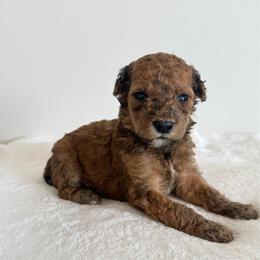 Boy 5 - Red  male Goldendoodle puppy in Valley Farms, Arizona from Gall’s Doodle Ranch