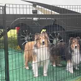Bullmastiffs and Shetland Sheepdogs from RCS Kennels