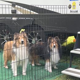 Bullmastiffs and Shetland Sheepdogs from RCS Kennels