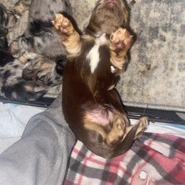 Dachshund Puppies from Renee's Dachshund's