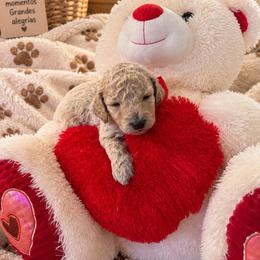 Toby - Apricot male Goldendoodle puppy in Naples, Florida from Goldendoodles Of Naples,INC