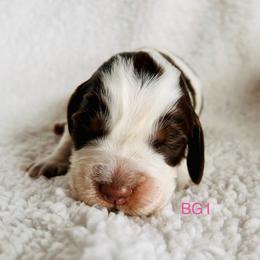 BG1 - Tri-Roan female English Springer Spaniel puppy in Britton, South Dakota from K&S Canines