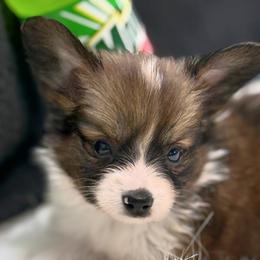 CH of Health - Brown and white male Papillon puppy in Bowling Green, Kentucky from Tiffany's Papillons