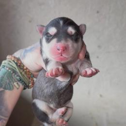 Boy 2 - Black and white male Siberian Husky puppy in Iron River, Wisconsin from Wiemeri Siberians