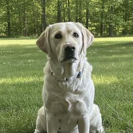 Riley - Labrador Retriever