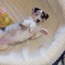 Collie Puppies from Thorndale Collies