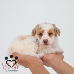 Miss Blue - Parti female Labradoodle puppy in Travelers Rest, South Carolina from Doodles of Love Labradoodles