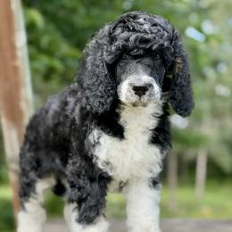 September - Parti male Poodle puppy in Lancaster, Minnesota from Richardville Hunde