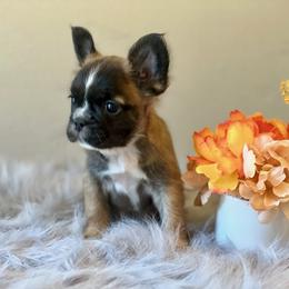 French Bulldog Puppies from Shining K Ranch