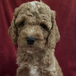 Girl 3 - Cockapoo puppy in Grand Junction, Colorado from Asyouwish Cockapoos